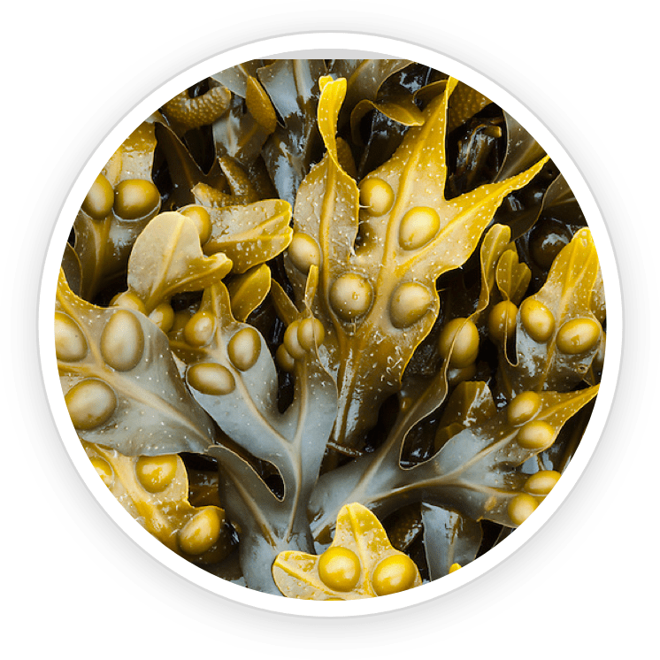 Bladderwrack - PotentStream Ingredient